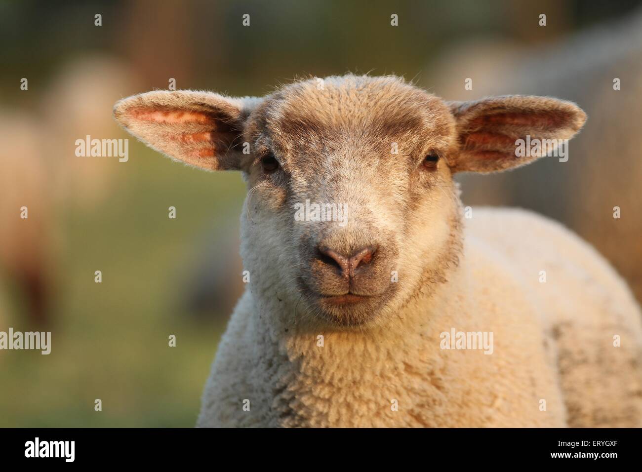 pecore Foto Stock