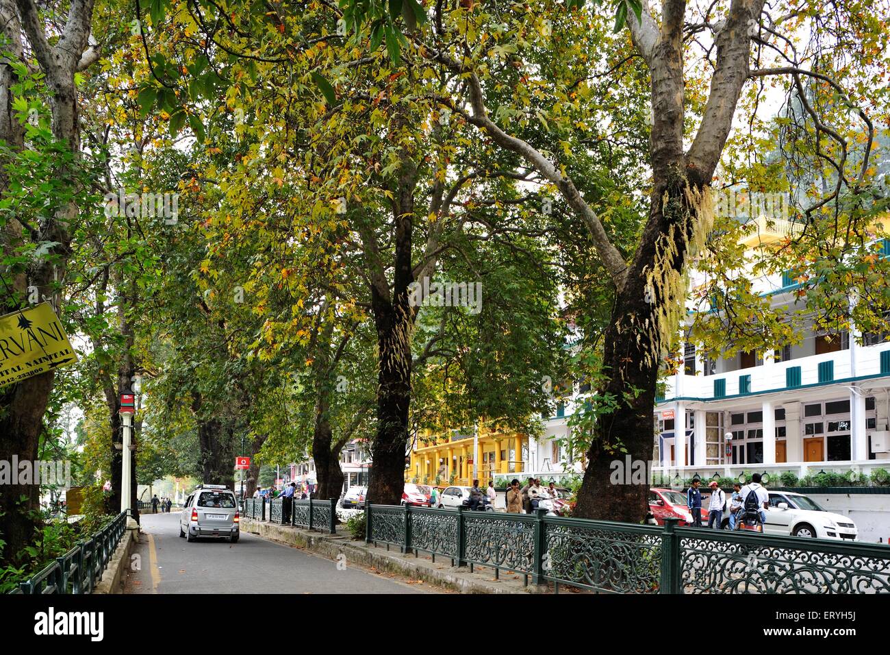Chinar Trees , Mall Road , Govind Ballabh Pant Marg , Nainital , Himalayan resort città , Kumaon , Uttaranchal , Uttarakhand , India , Asia Foto Stock