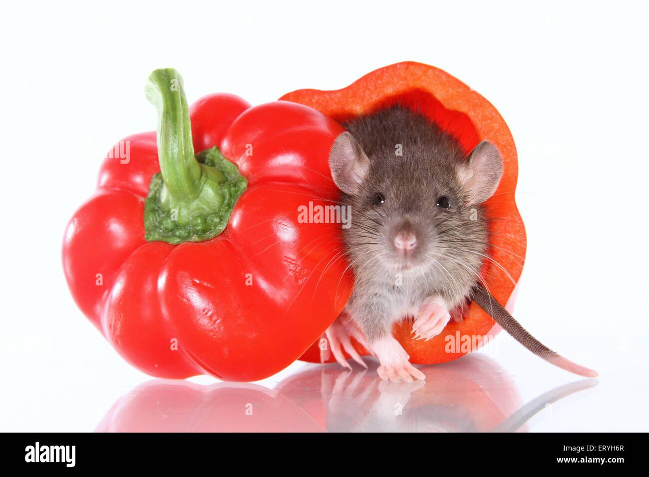 Carino rat in Sweet Pepper Foto Stock