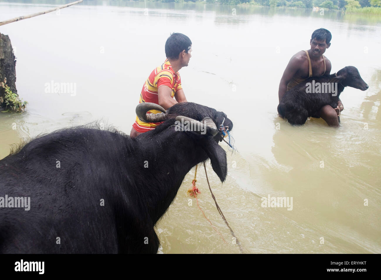 Kosi fiume alluvione nell anno 2008 che per la maggior parte realizzati subito sotto la linea della povertà persone nel quartiere Purniya ; Bihar ; India Foto Stock