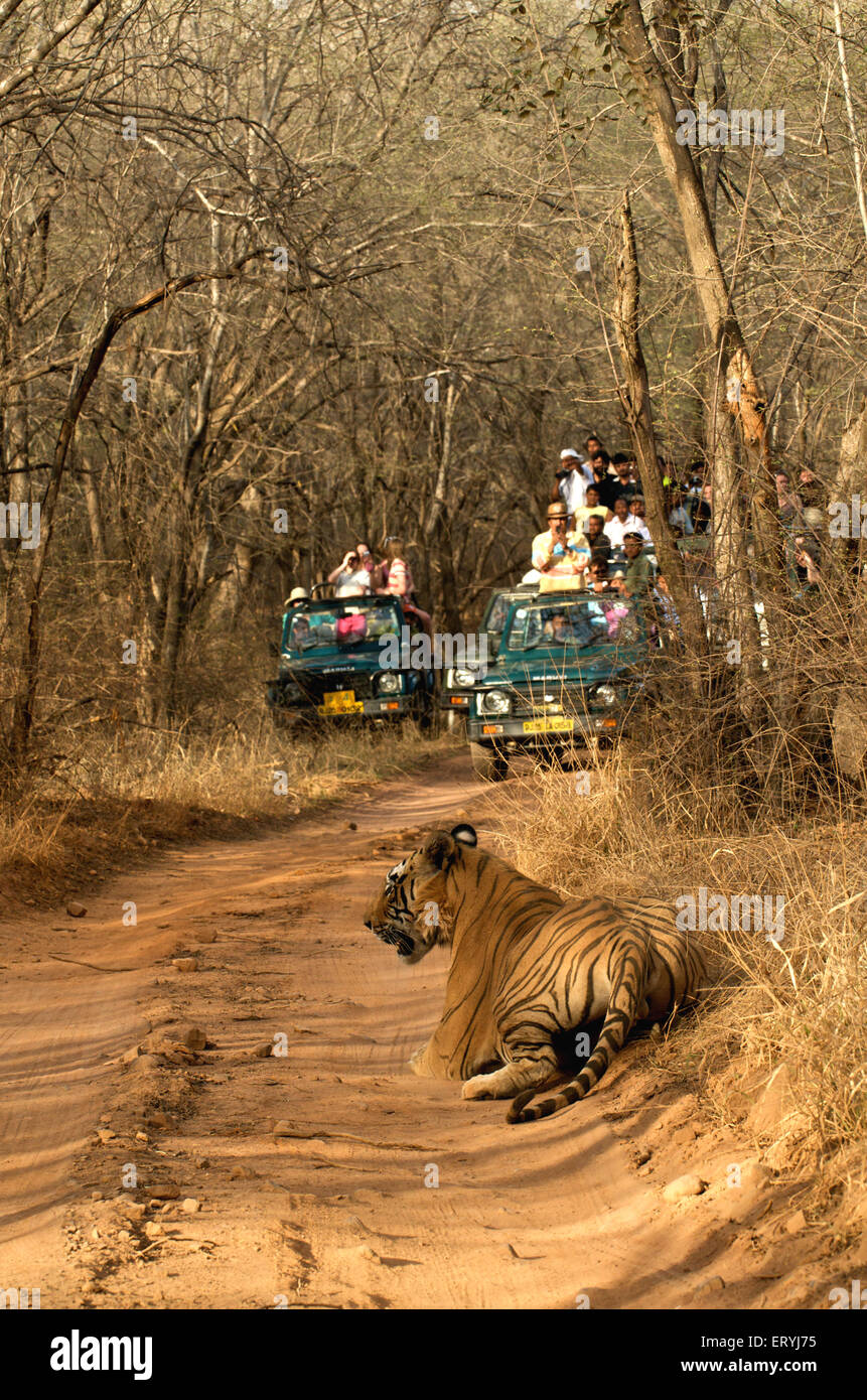 I turisti guardando la tigre maschio panthera tigris tigris dormire sulla pista forestale ; Parco nazionale di Ranthambore ; Rajasthan ; India Foto Stock