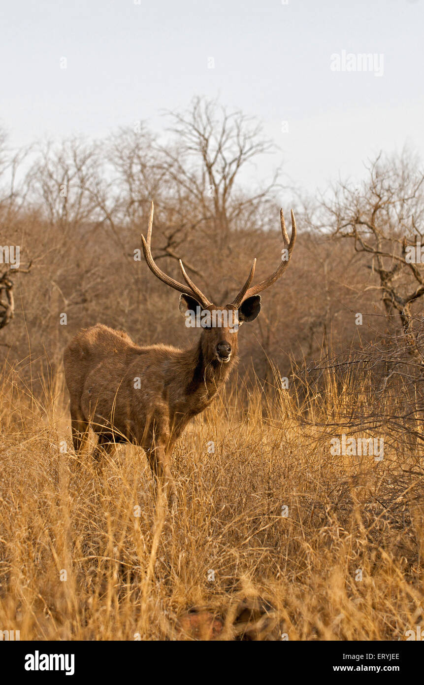 Voce maschile sambar deer cervus unicolor niger ; Parco nazionale di Ranthambore ; Rajasthan ; India Foto Stock
