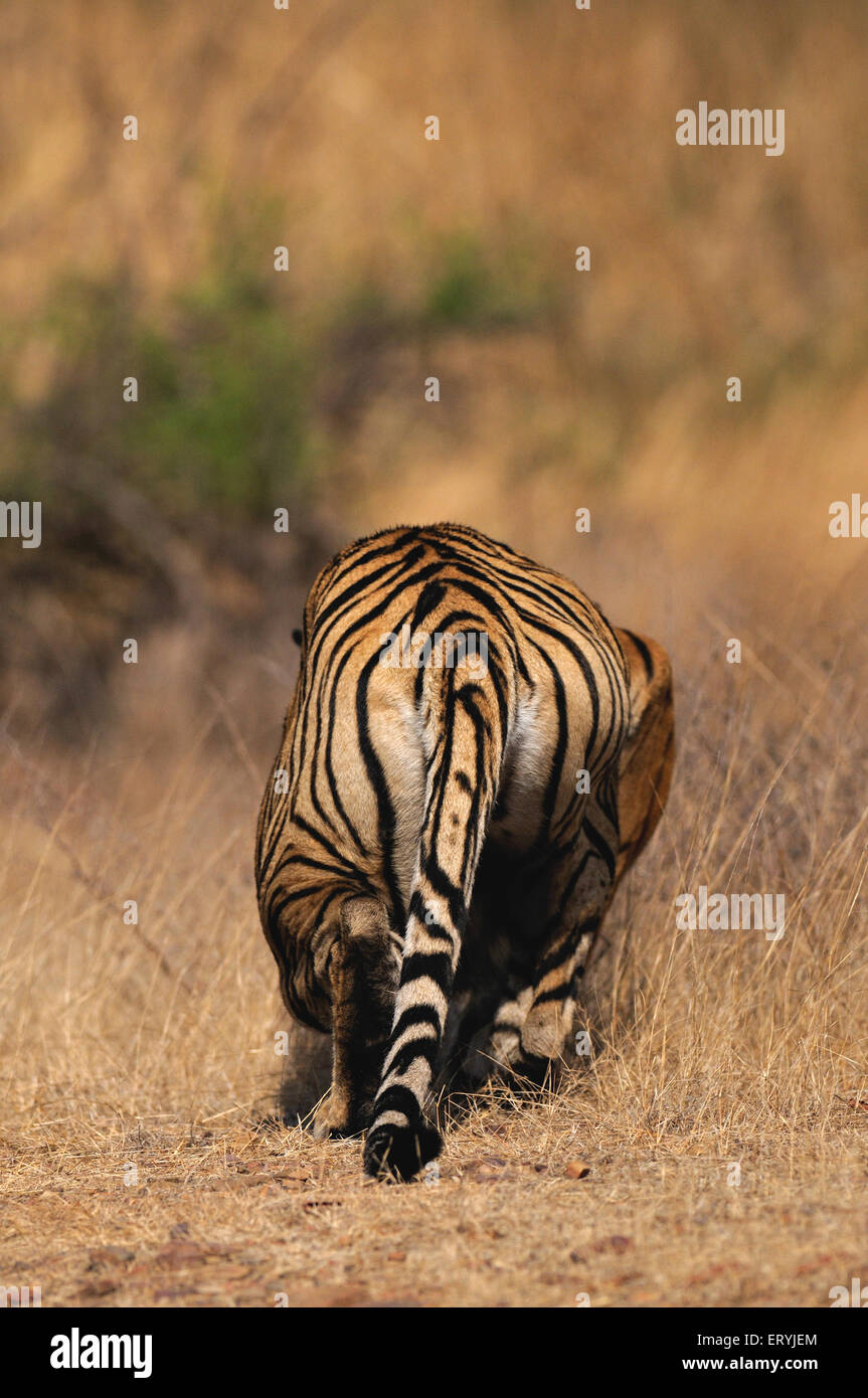 Alert tiger panthera tigris tigris stalking ; Parco nazionale di Ranthambore ; Rajasthan ; India Foto Stock