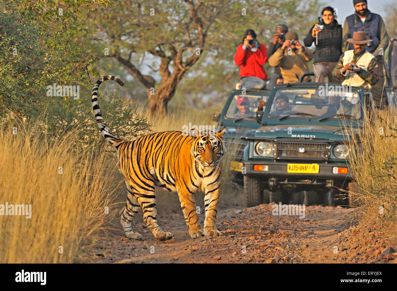 Veicoli turistici che seguono tigre Ranthambore Parco Nazionale Sawai Madhopur Rajasthan India Asia Foto Stock