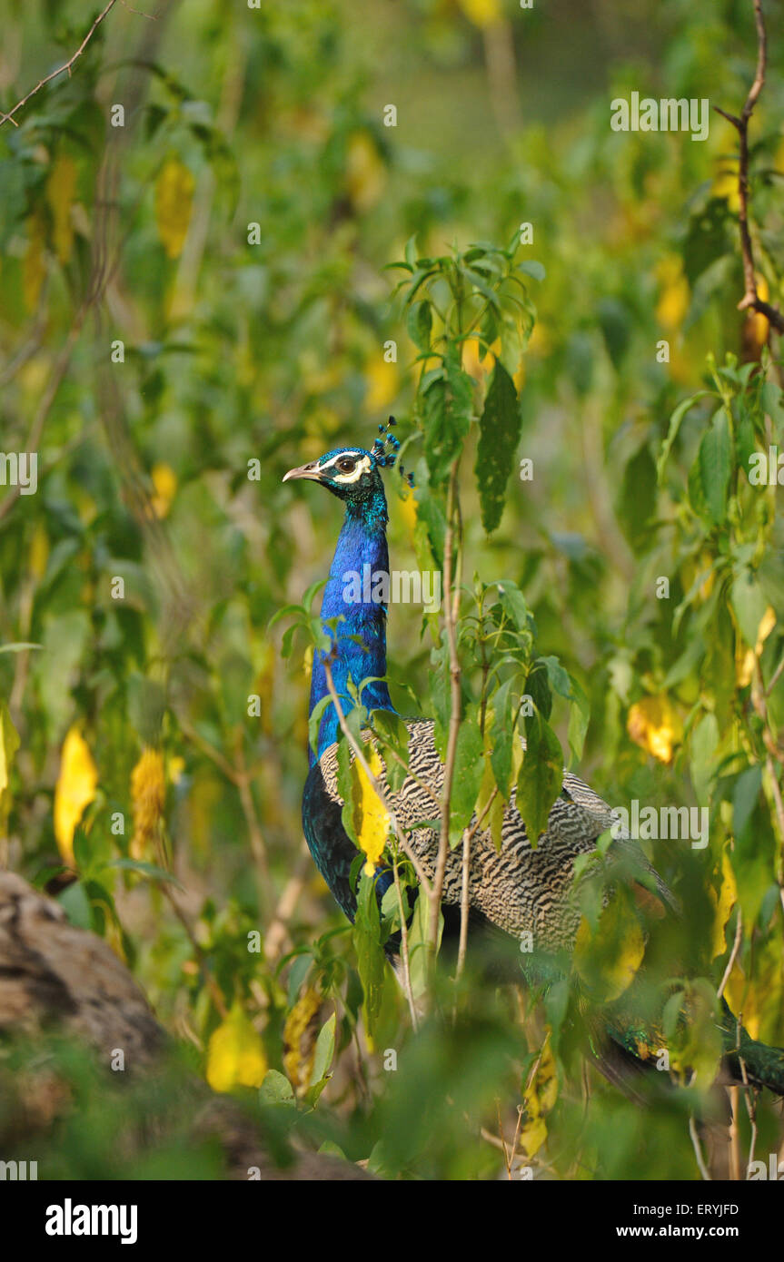Peacock , Paafowl indiano , pavo cristatus , Ranthambore National Park , Sawai Madhopur , Ranthambhore , Rajasthan , India , Asia Foto Stock