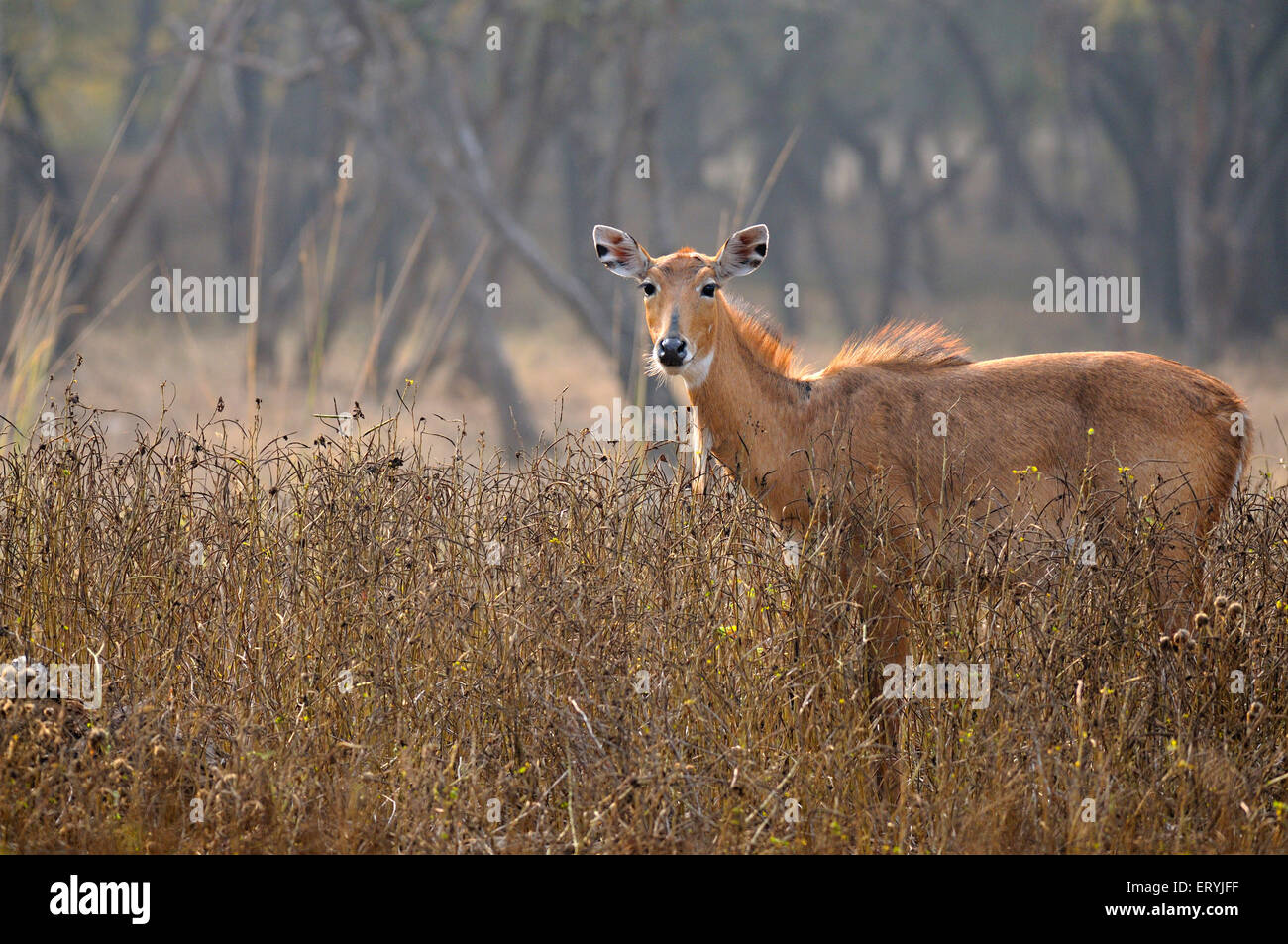 Indian antilope femmina nilgai boselaphus tragocamelus ; Parco nazionale di Ranthambore ; Rajasthan ; India Foto Stock