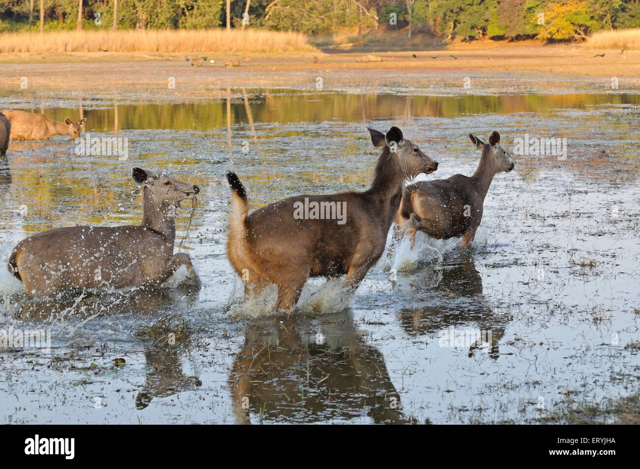 Sambar deer cervus unicolor niger in esecuzione nel lago ; Parco nazionale di Ranthambore ; Rajasthan ; India Foto Stock