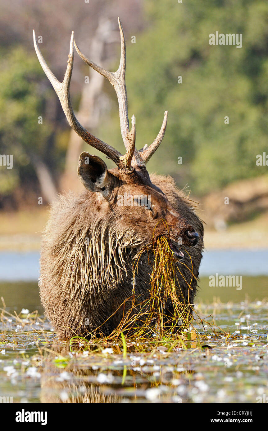 Sambar cervi maschi stag cervus unicolor niger pascolare nel lago ; Parco nazionale di Ranthambore ; Rajasthan ; India Foto Stock