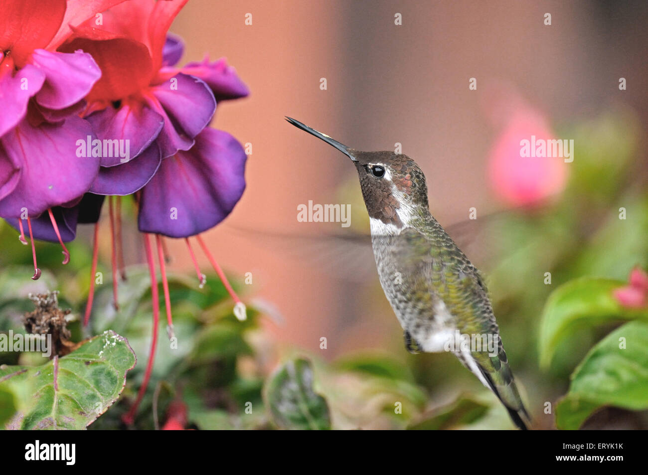 Anna hummingbird , calypte anna , volo ; California del Sud ; USA , Stati Uniti d'America Foto Stock