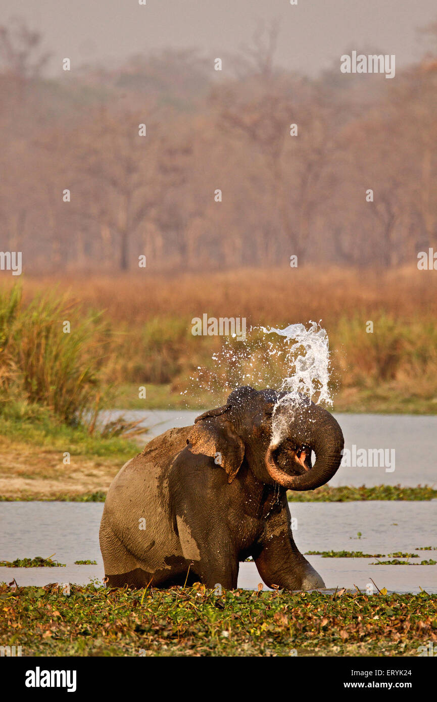 Elefante asiatico asiatico, elephas maximus, presso la buca d'acqua, Parco Nazionale di Kaziranga, Assam, India, Asia Foto Stock