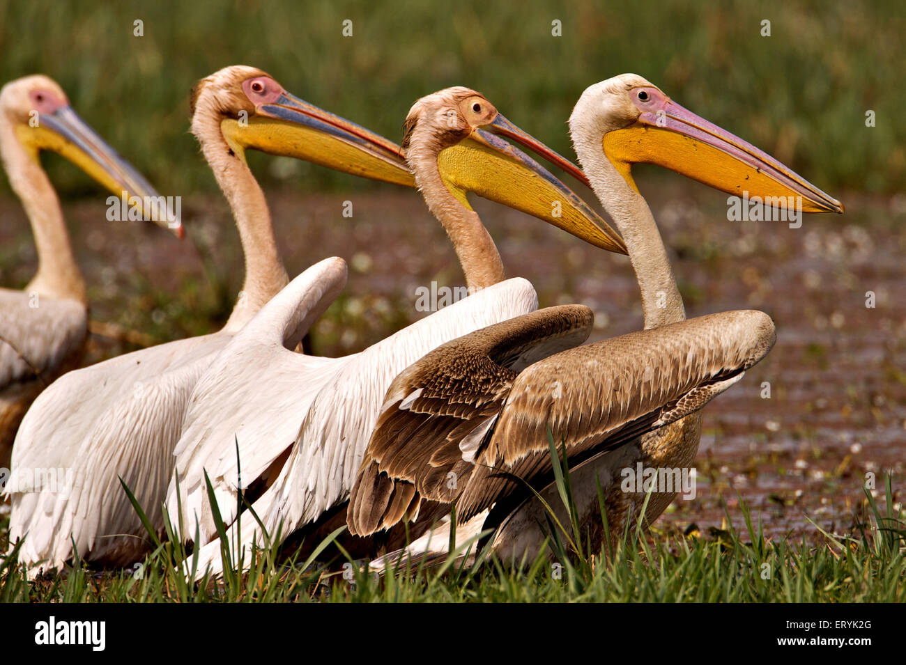 Pellicano pelecanus onocrotalus eastern great white pelican Keola Deo Ghana parco nazionale di Bharatpur Foto Stock