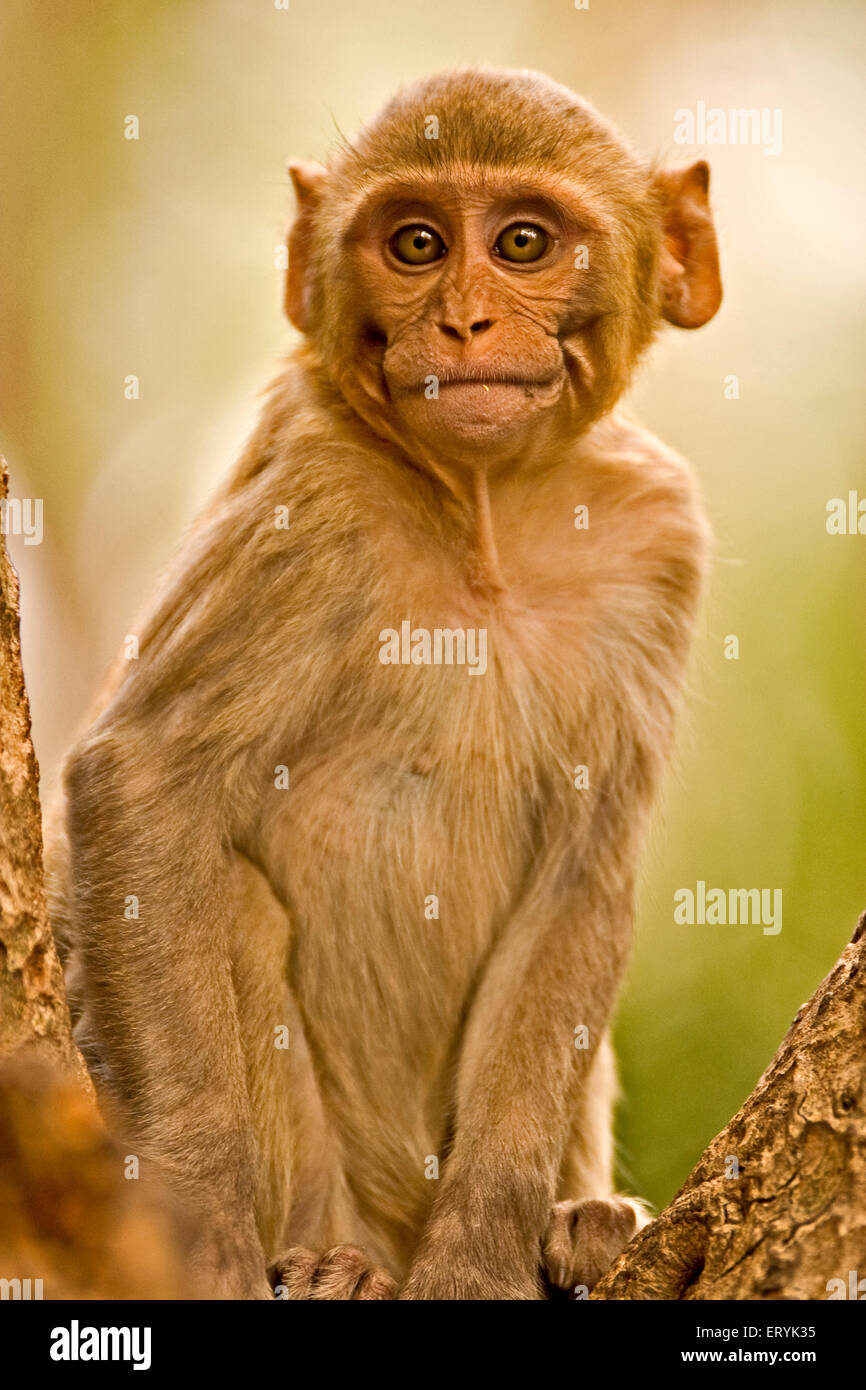 Giovani macaco rhesus macaca mulatta ; Sariska riserva della tigre ; Rajasthan ; India Foto Stock