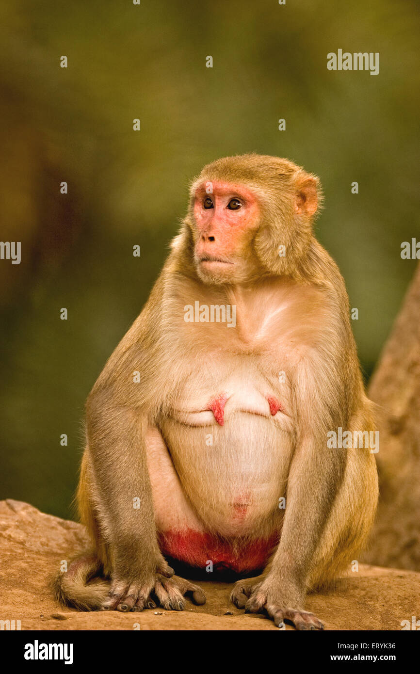 Femmina rhesus macaque , macaca mulatta , Sariska Parco Nazionale , Alwar , Rajasthan , India , Asia Foto Stock
