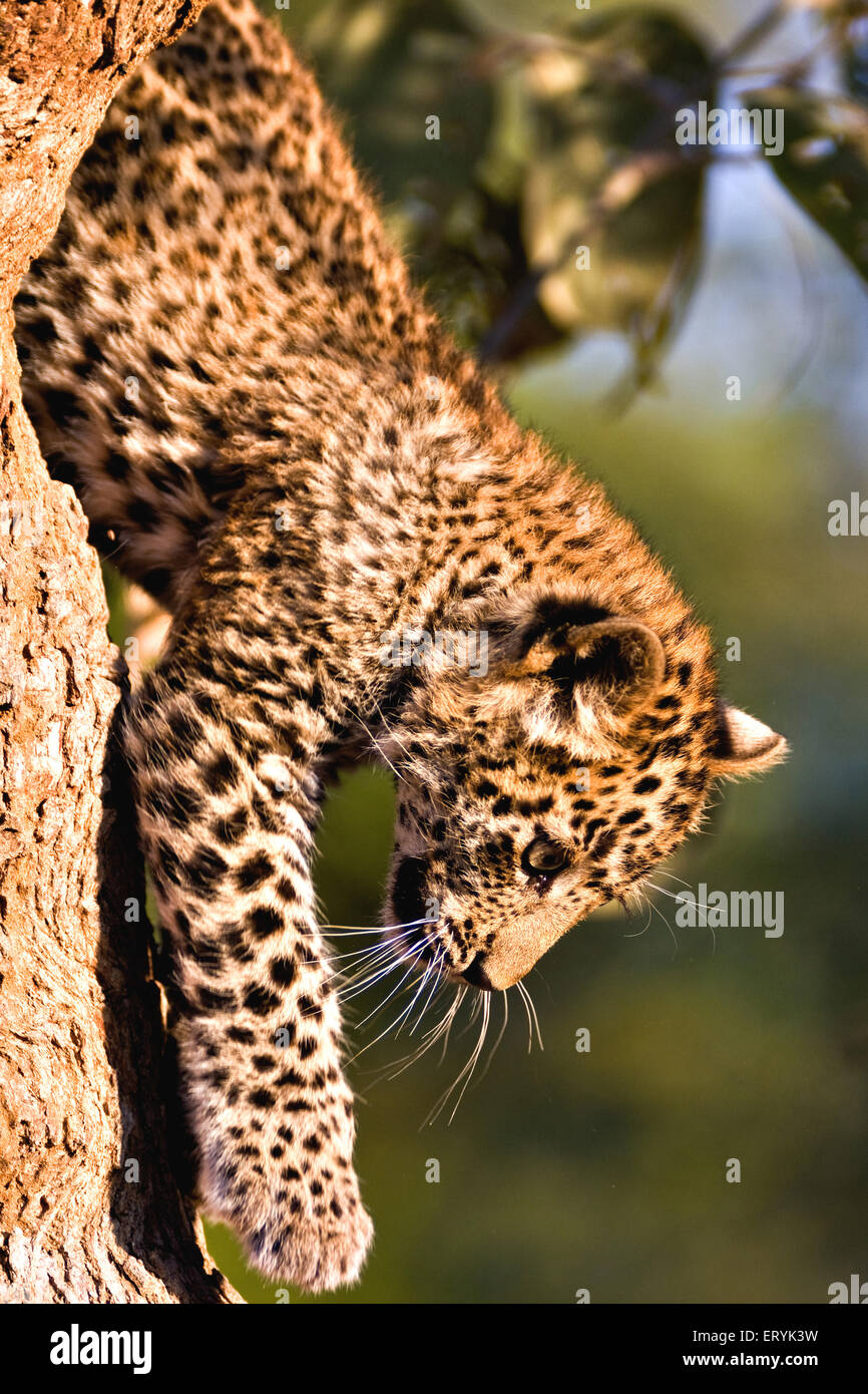 Leopard cub panthera pardus ; Parco nazionale di Ranthambore ; Rajasthan ; India Foto Stock