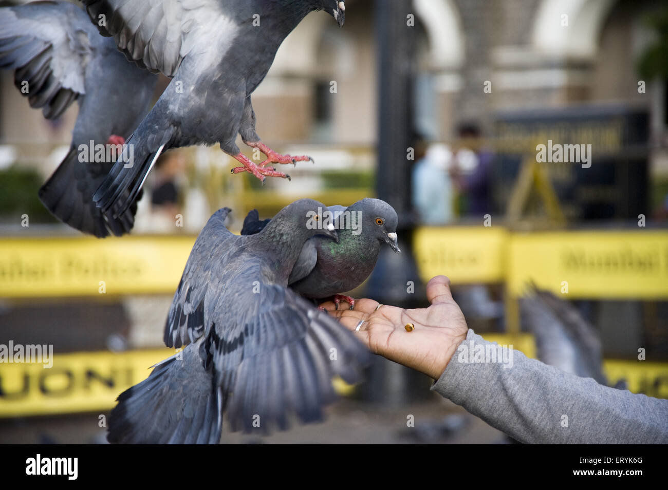 Flying pigeon su mano a Mumbai in India Maharashtra Foto Stock