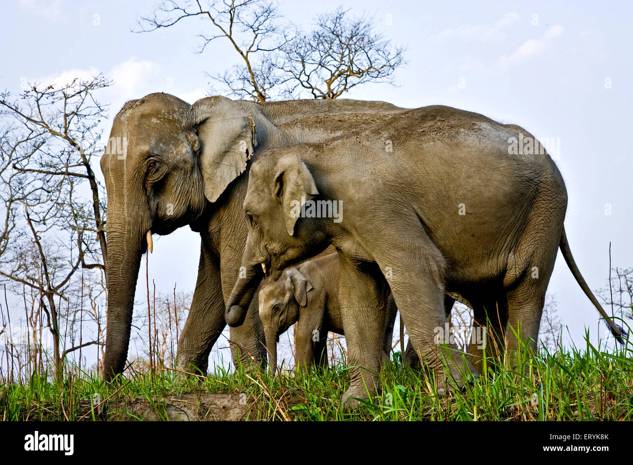 Elefante femmina con vitelli Elephas maximus ; il parco nazionale di Kaziranga; Assam ; India Foto Stock