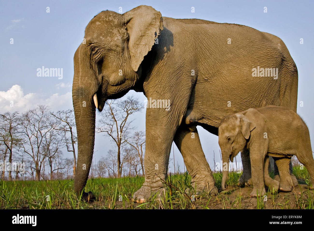 Elefante femmina con vitello Elephas maximus ; il parco nazionale di Kaziranga ; Assam ; India Foto Stock