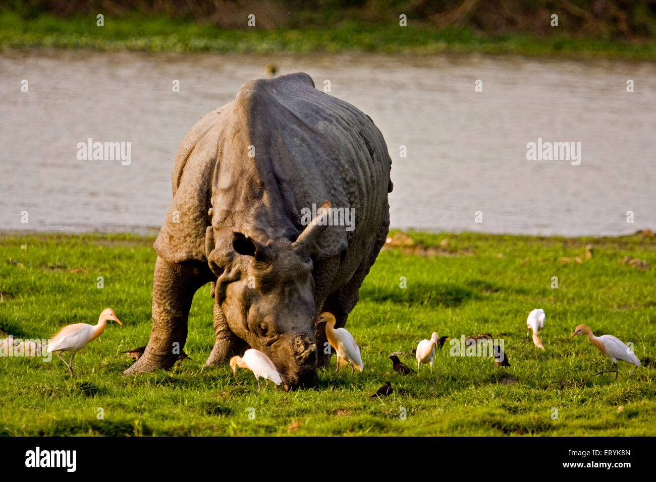 Rinoceronte indiano, rinoceronte indiano, rinoceronte più grande uno cornuto, rinoceronte indiano grande e uccelli di airone del bestiame, Kaziranga National Park, Assam, India Foto Stock