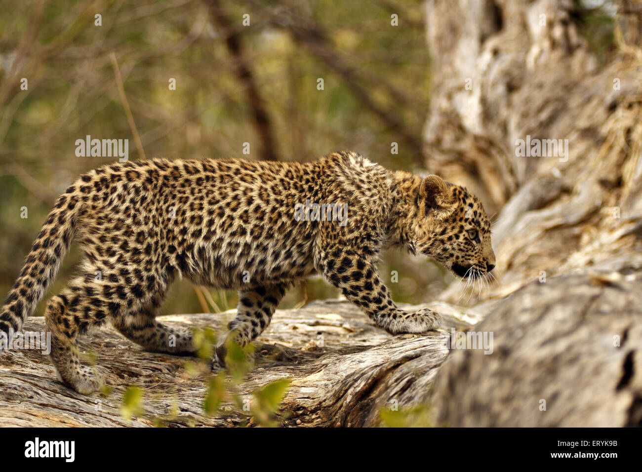 Leopard cub panthera pardus ; Parco nazionale di Ranthambore ; Rajasthan ; India Foto Stock