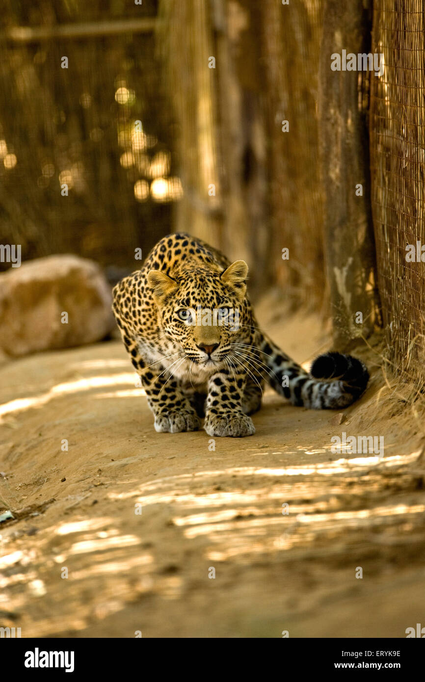 Cub leopardo, panthera partus, Ranthambore National Park, Rajasthan, India Foto Stock
