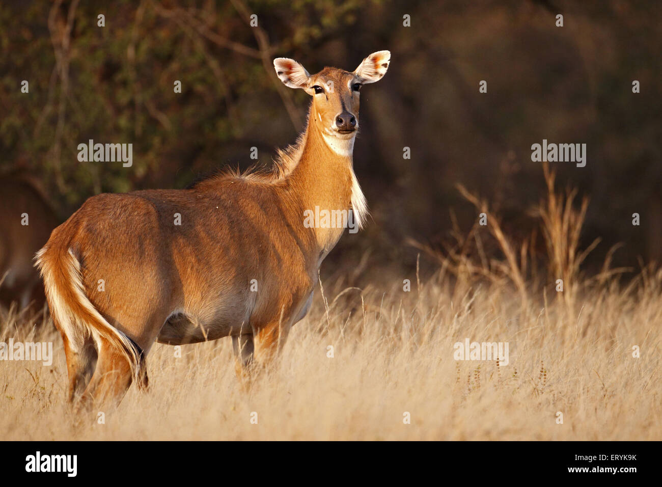 Indian antilope femmina nilgai boselaphus tragocamelus ; Parco nazionale di Ranthambore ; Rajasthan ; India Foto Stock
