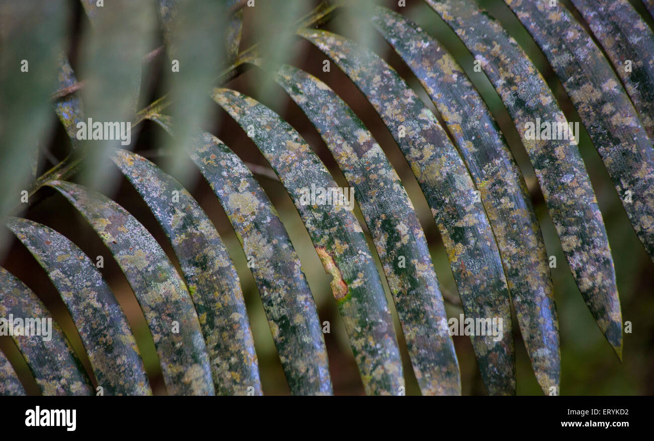 Il Lichen su una foglia di palma nella foresta pluviale di Daintree, Queensland, Australia Foto Stock