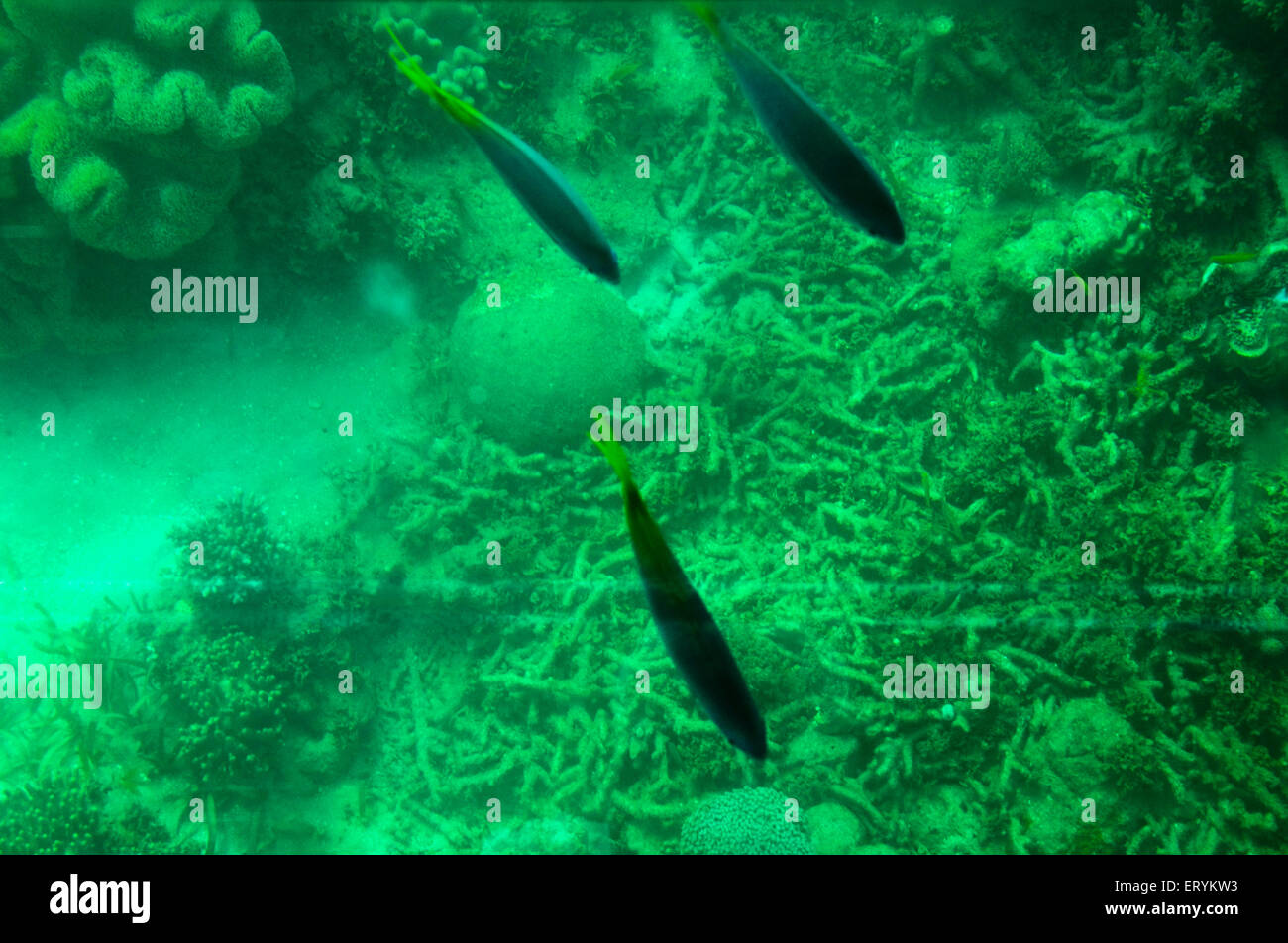 Paracanthurus hepatus , tang blu regale , Bang blu , coralli marini , tang regale , Corallo Reef ; Isola Verde ; Cairns ; Queensland ; Australia Foto Stock