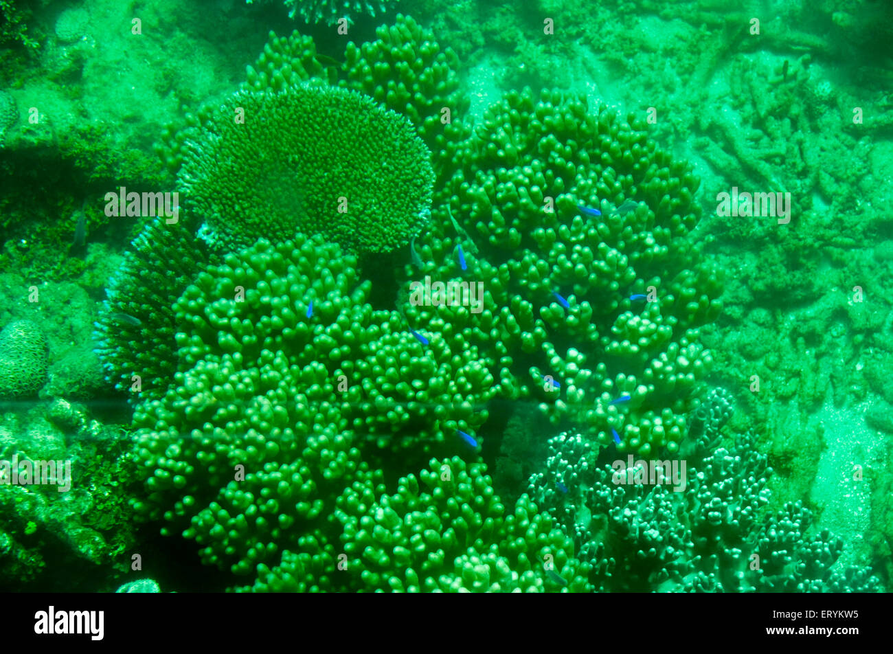 Alcyonacea , coralli molli , coralli marini , isospora cuzcoensis , Corallo Reef ; Isola Verde ; Cairns ; Queensland ; Australia Foto Stock