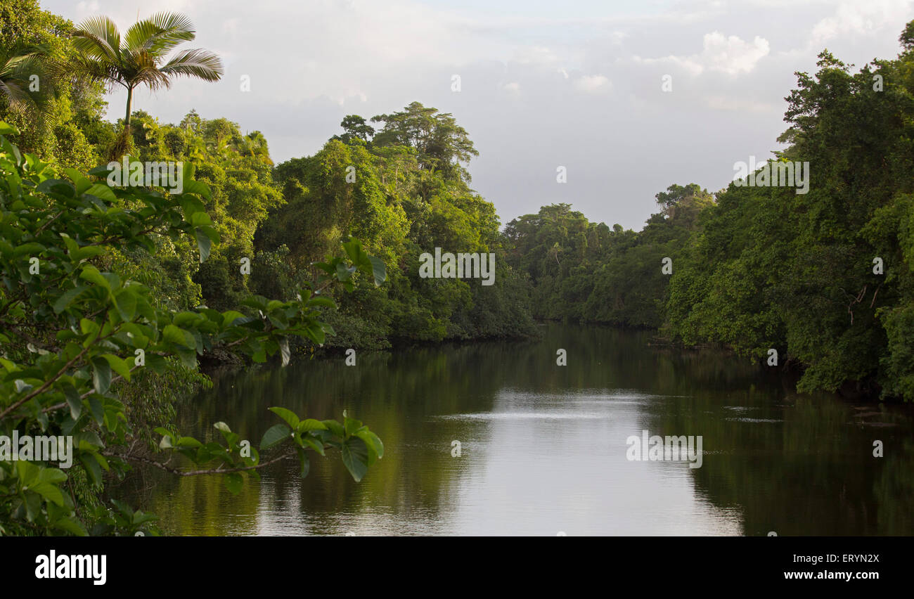 Foresta pluviale e affluente del fiume Daintree (Stewart's Creek) nella regione di Daintree, Queensland, Australia Foto Stock