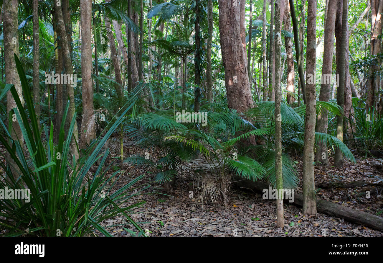 La foresta pluviale tropicale nella regione di Daintree, Queensland, Australia Foto Stock