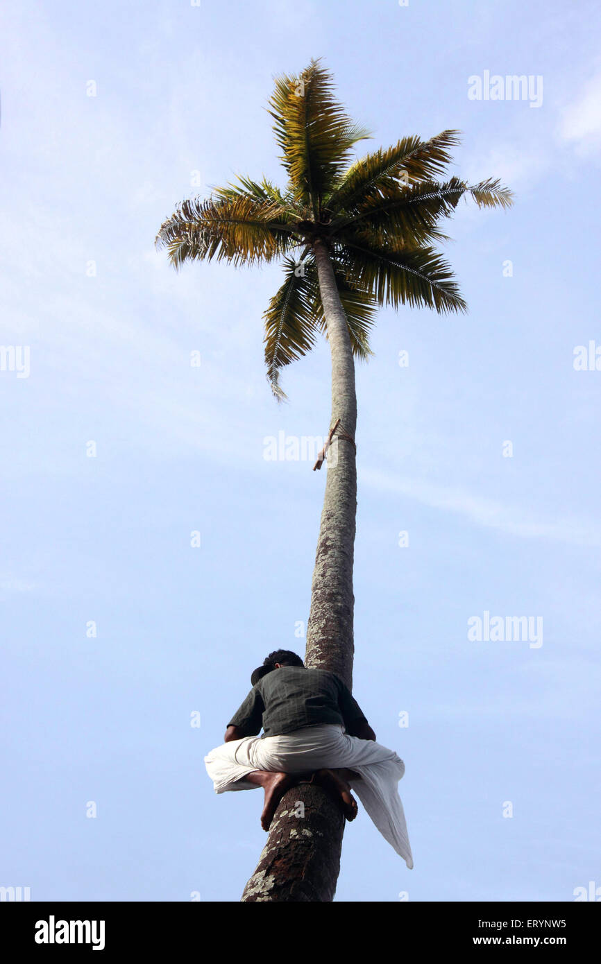 L'uomo guarda dall'albero di cocco snake boat race sul lago punnamada ; Alleppey ; Alappuzha ; Kerala ; India Foto Stock