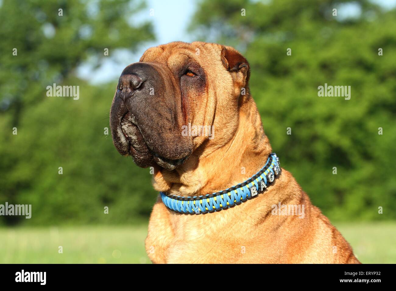 Shar Pei ritratto Foto Stock