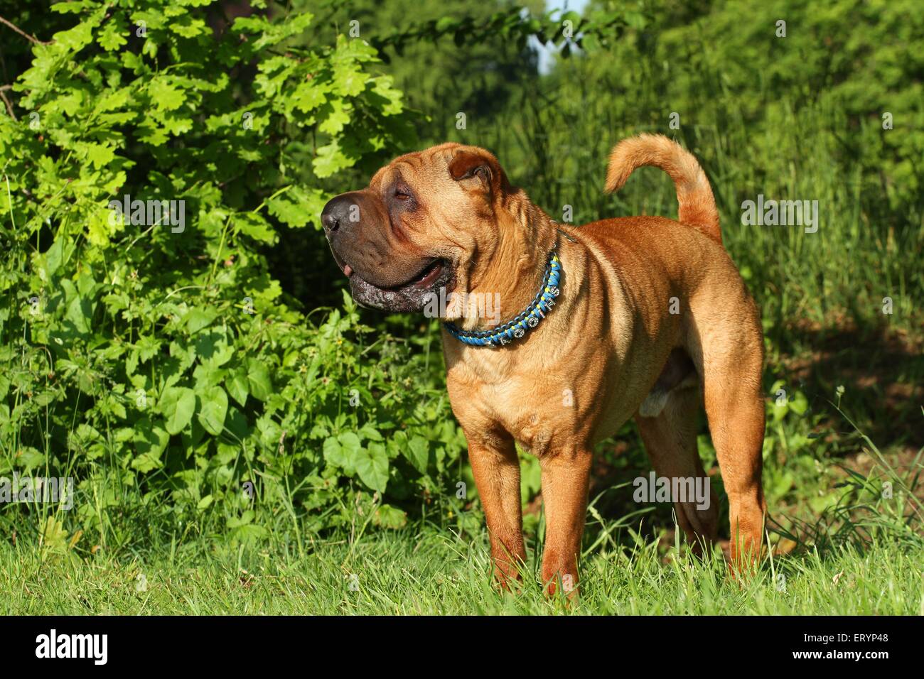 In piedi Shar Pei Foto Stock