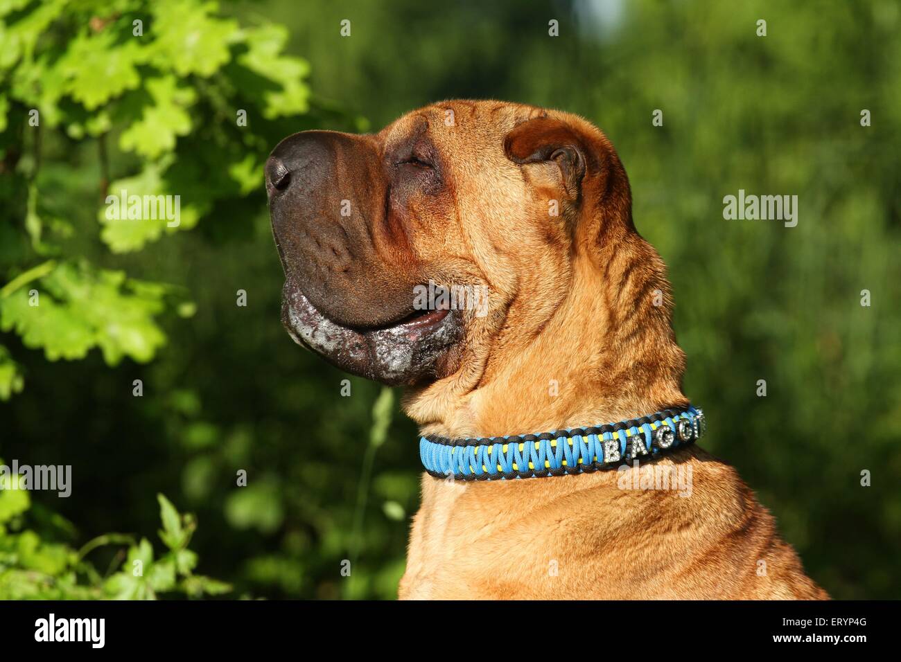 Shar Pei ritratto Foto Stock