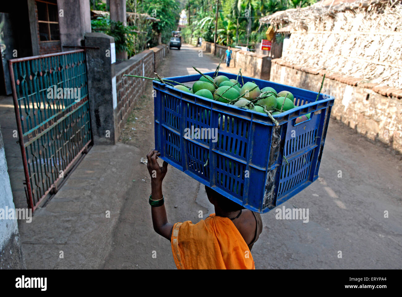 Donne che trasportano i mango verdi dell'alphonso in cestino di plastica, villaggio di Velas, distretto di Ratnagiri; Maharashtra; India, Asia Foto Stock