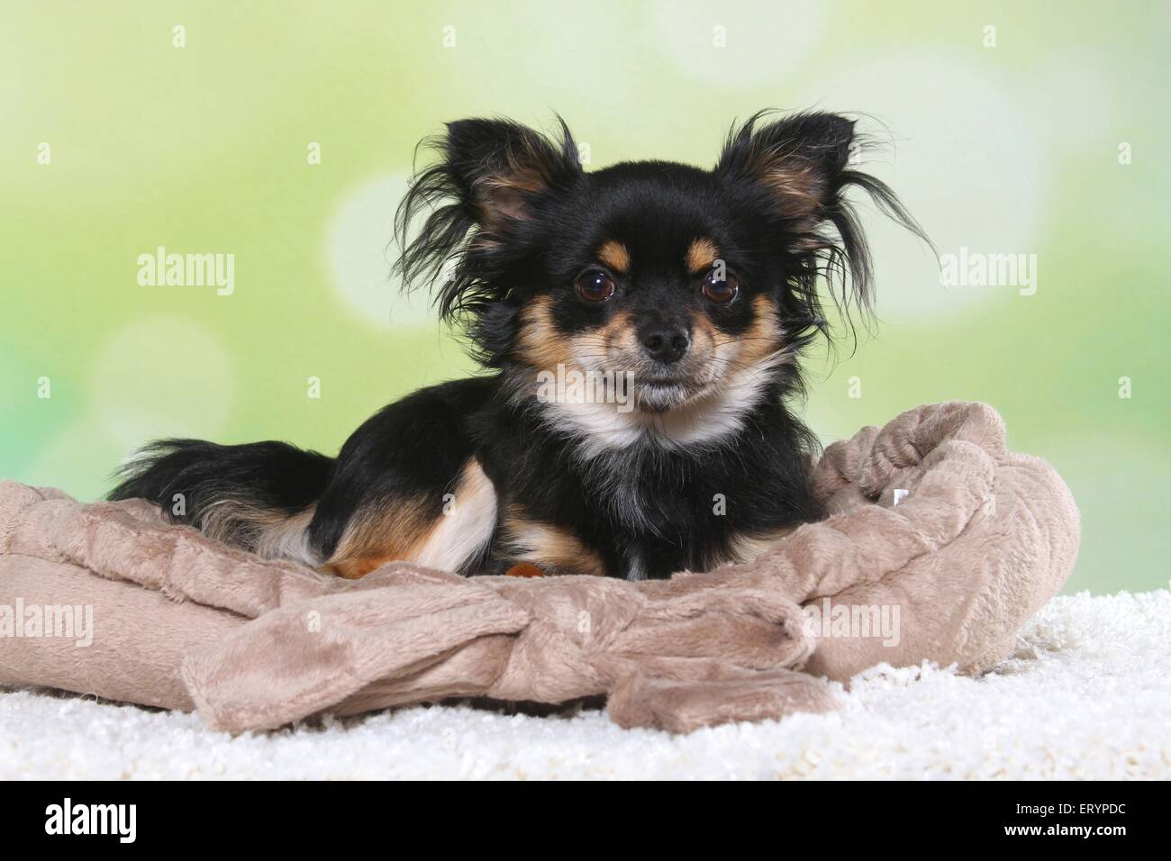cuccioli di chihuahua pelo lungo