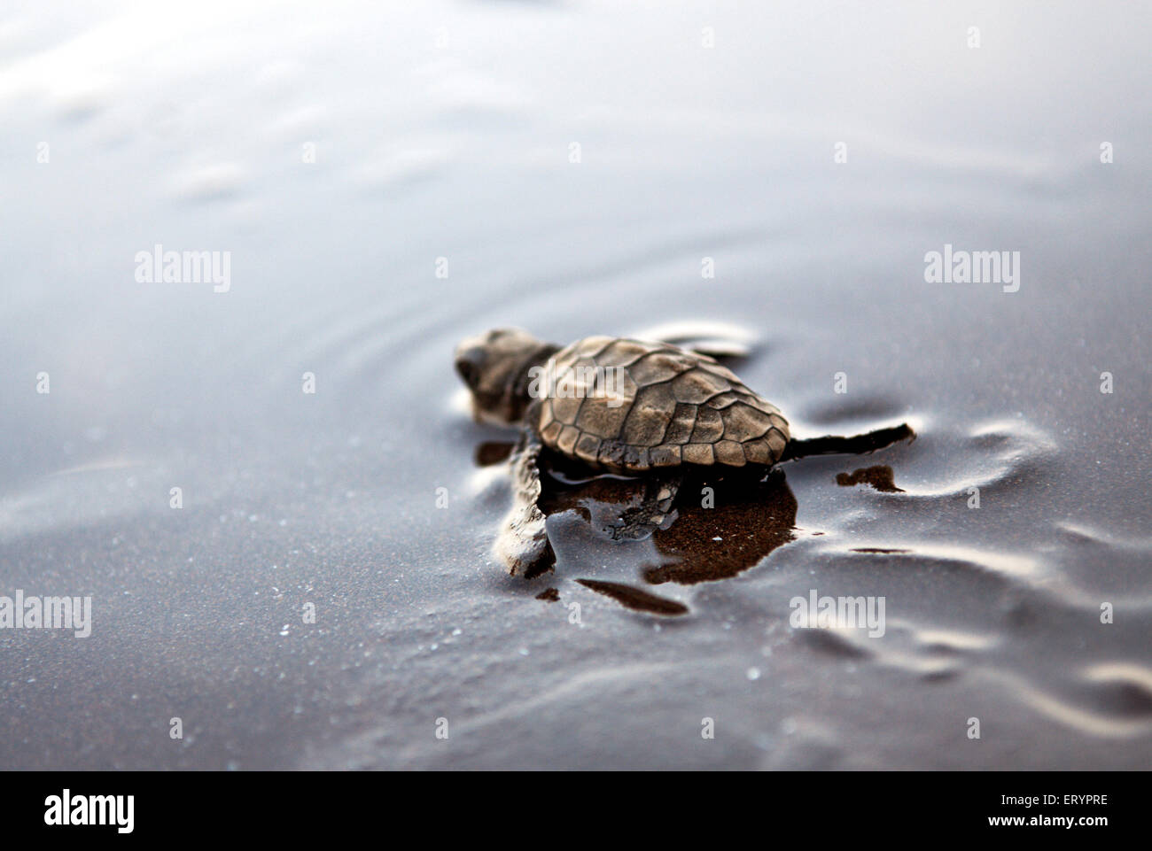 Olive Ridley Sea Turtle, Velas Beach, Ratnagiri, Maharashtra, India, Asia Foto Stock
