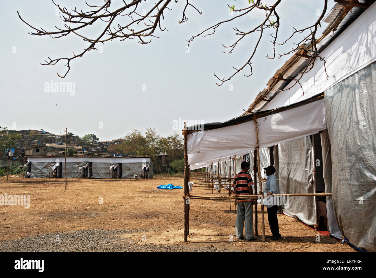 Elezioni indiane , muri di bambù per seggi elettorali , Bombay , Mumbai , Maharashtra , India , Asia Foto Stock