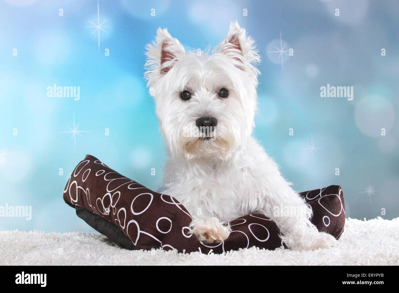 Giacente West Highland White Terrier Foto Stock