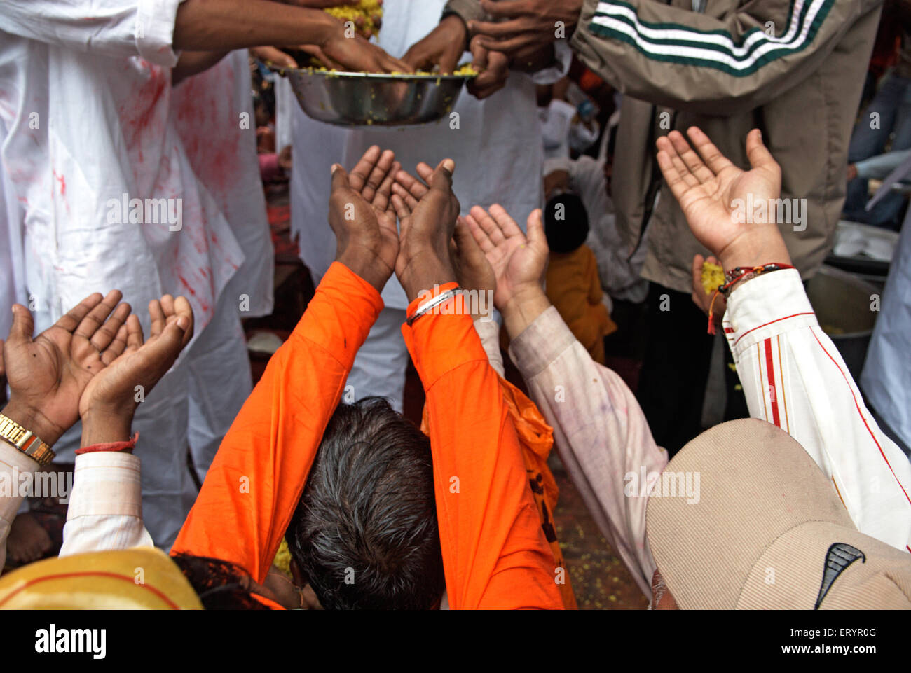 Devoti di alzare le mani per prasad durante il signore ganesh festival ganpati ; Mumbai Bombay ; Maharashtra ; India 3 Settembre 2009 Foto Stock