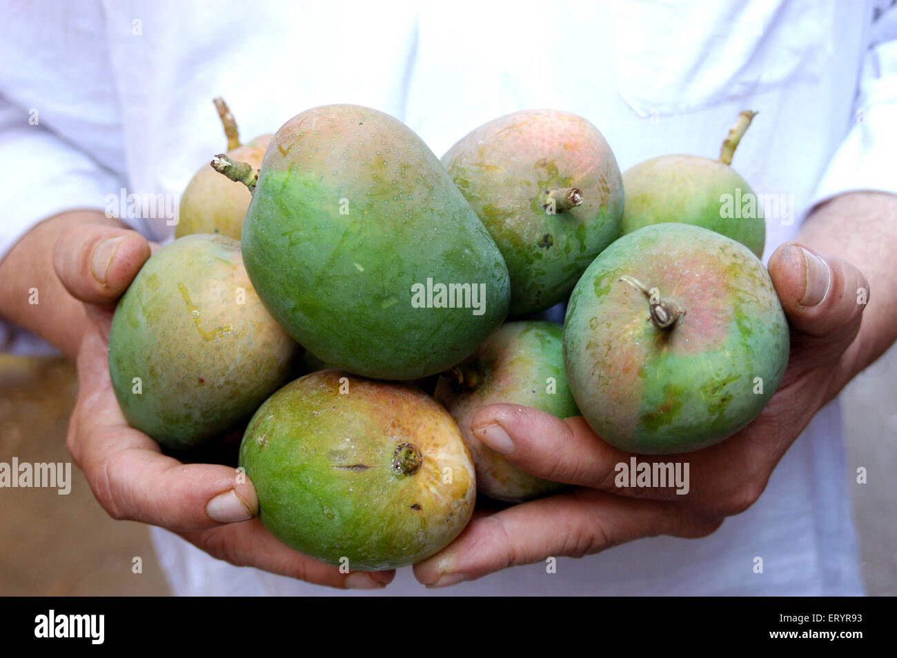 Alphonso manga verdi grezzi, India, Asia Foto Stock