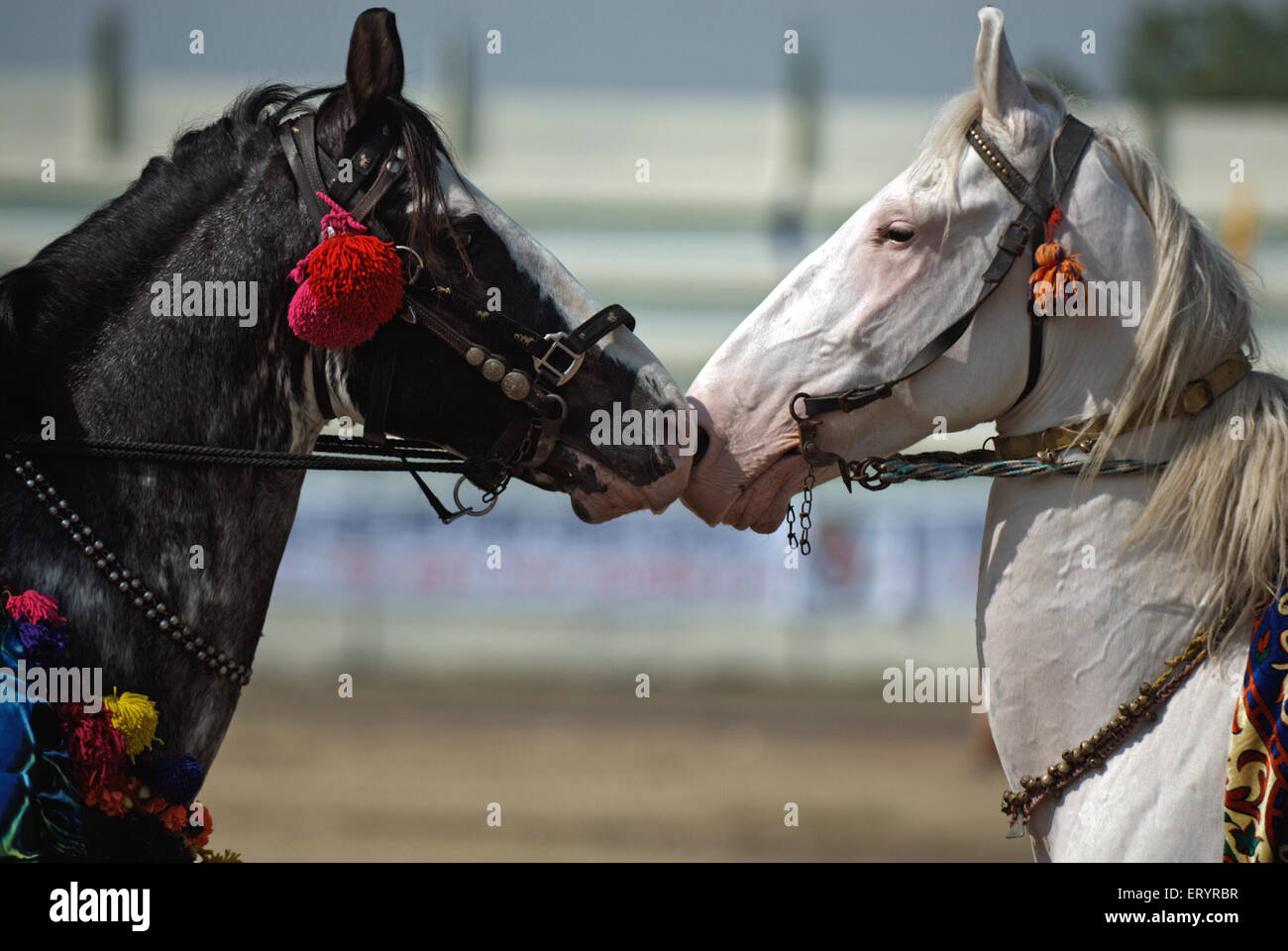 Cavalli che baciano , cavalli bianchi e neri , Foto Stock