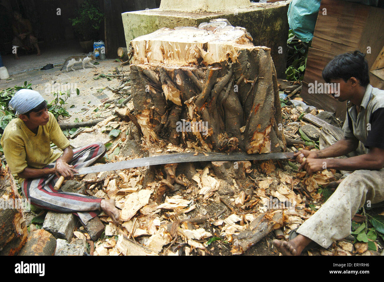 Uomini che tagliano albero caduto con due uomini sega a mano croscatrice , Bombay , Mumbai , Maharashtra , India , indiano albero caduto , Asia Foto Stock