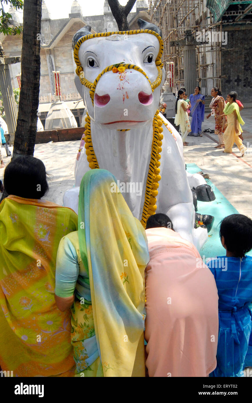 Donne che pregano per Nandi Bull su MahaShivRatri , Bombay , Mumbai , Maharashtra , India , fede indiana , Asia Foto Stock