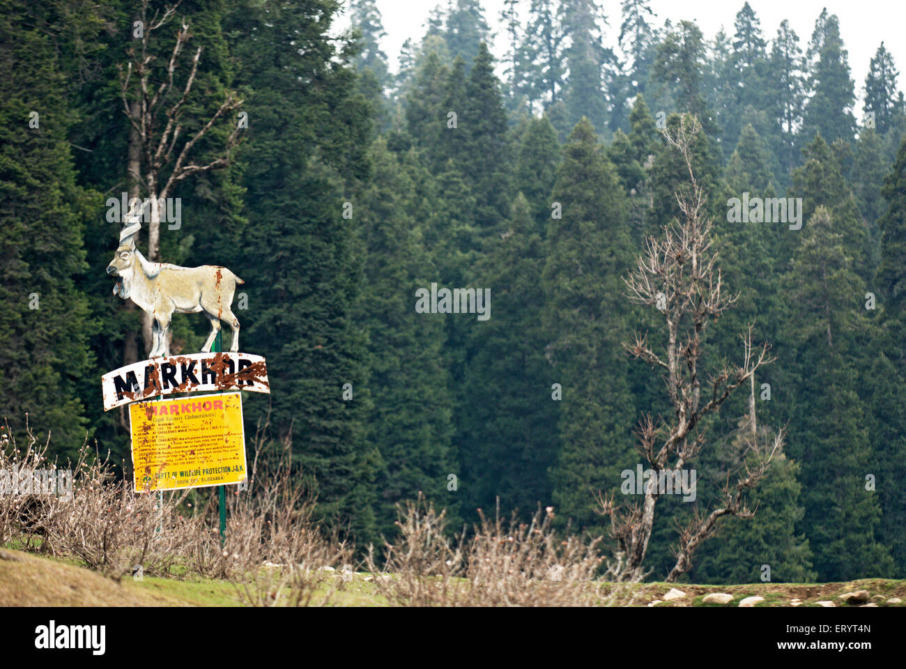 Spaccato di capra markhor al santuario Hirpora ; Jammu e Kashmir ; India 8 Aprile 2008 Foto Stock