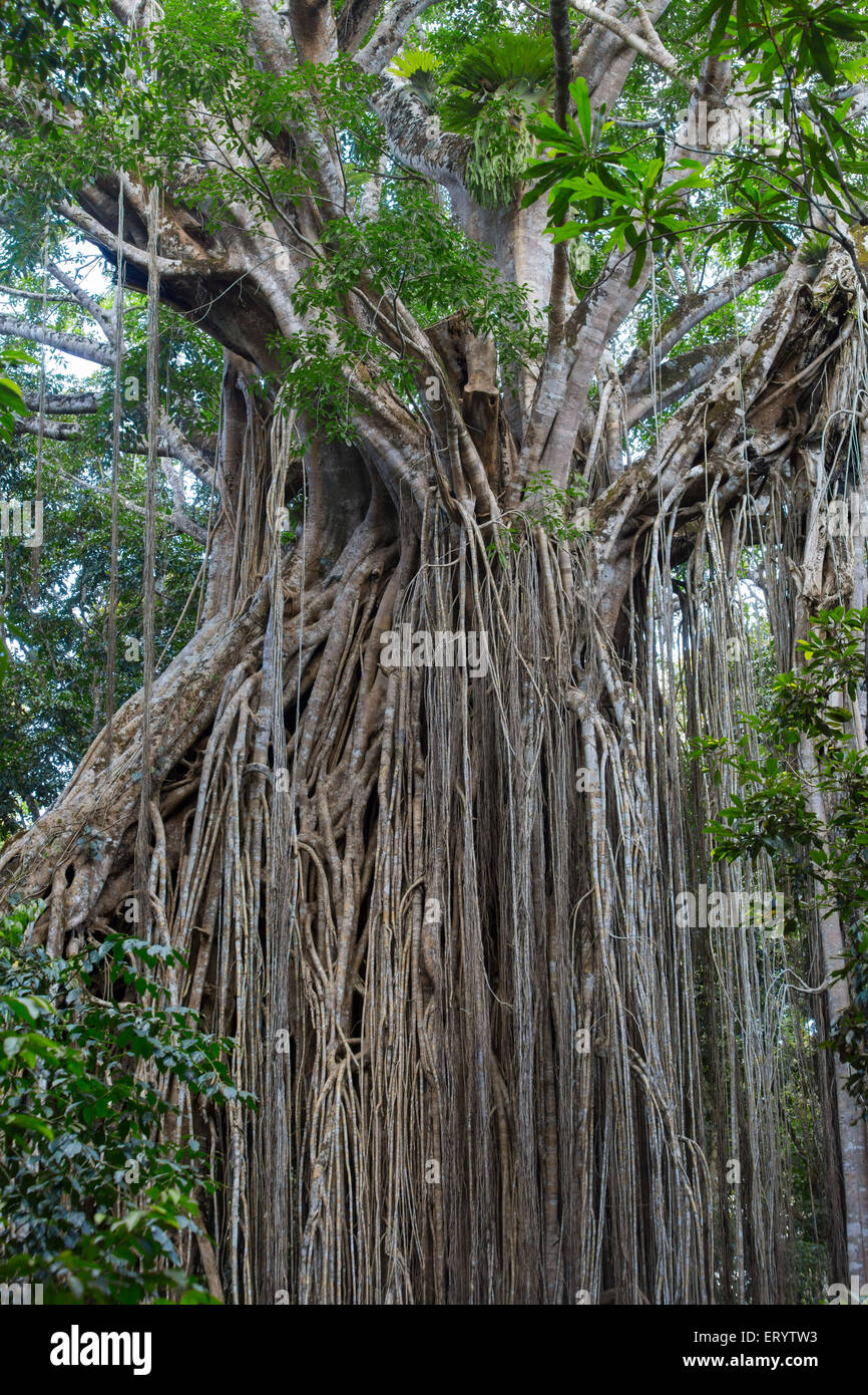 Curtain Fig Tree, un gigante strangler fig (Ficus virens)sull'altopiano di Atherton, Queensland, Australia Foto Stock