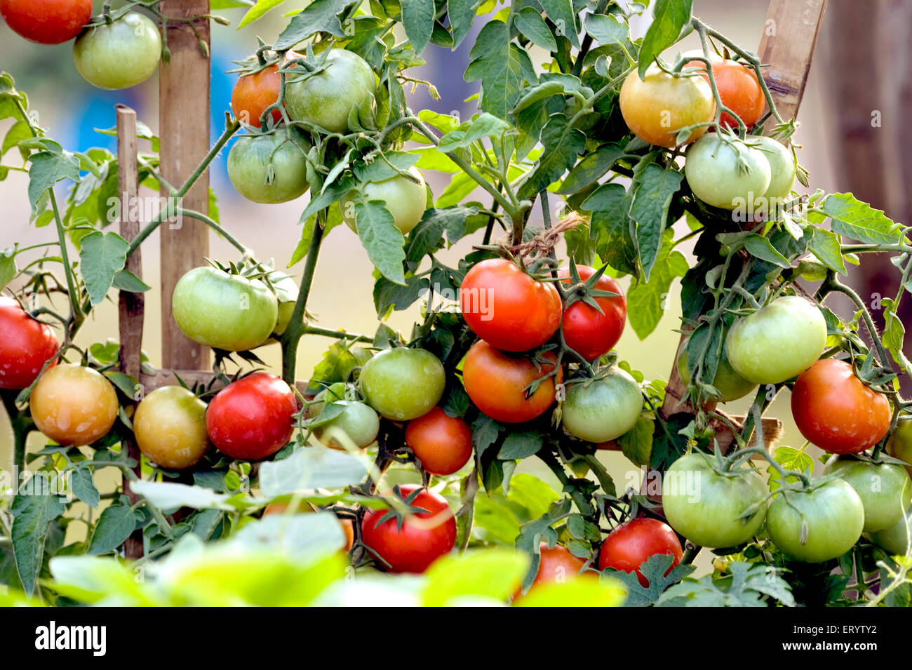 Pianta di pomodoro, mostra di verdure, Calcutta, Kolkata, Bengala Occidentale, India, Asia Foto Stock