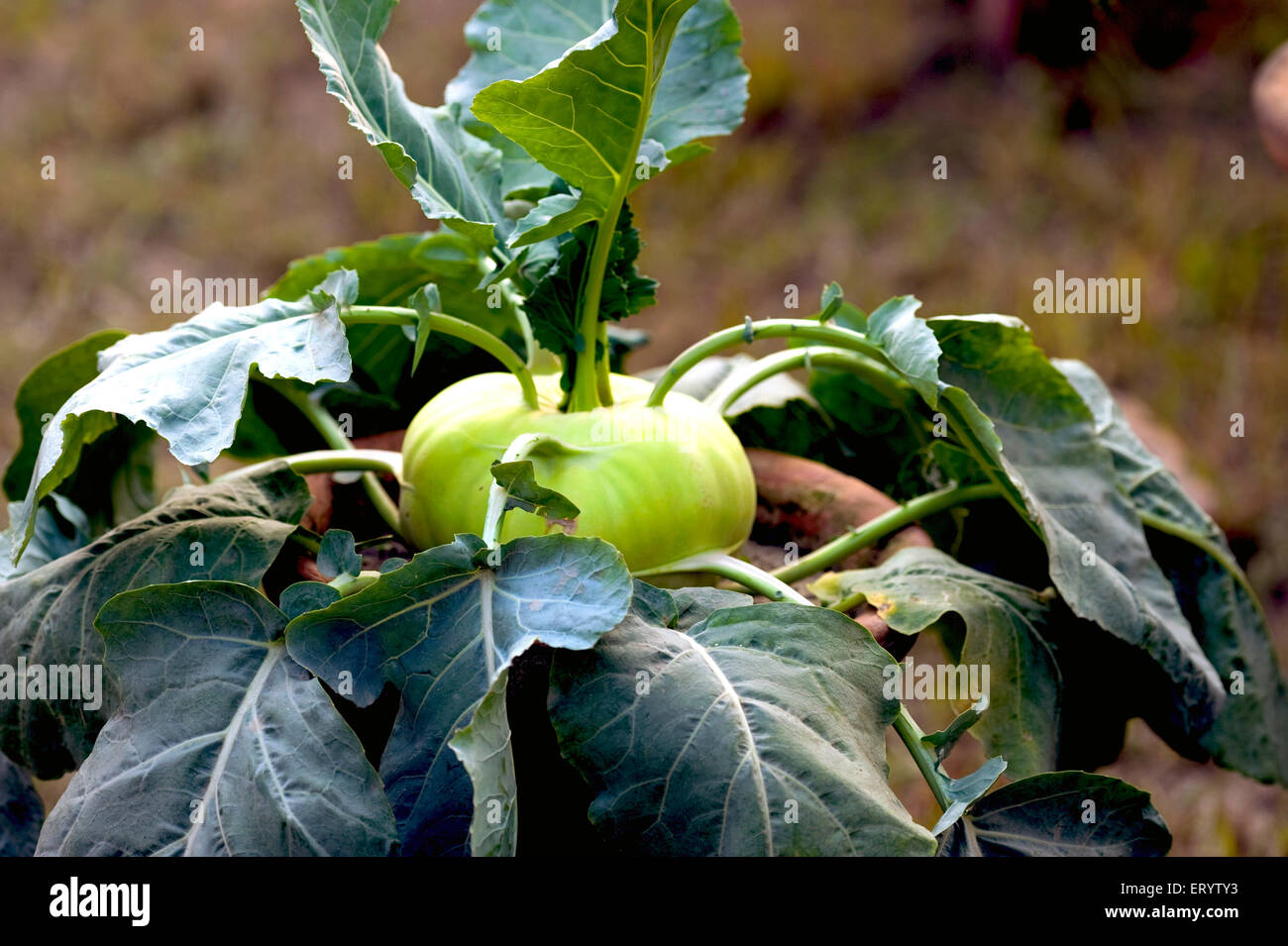 Kohlrabi, rapa tedesca, mostra di verdure, Calcutta, Kolkata, Bengala Occidentale, India, Asia Foto Stock