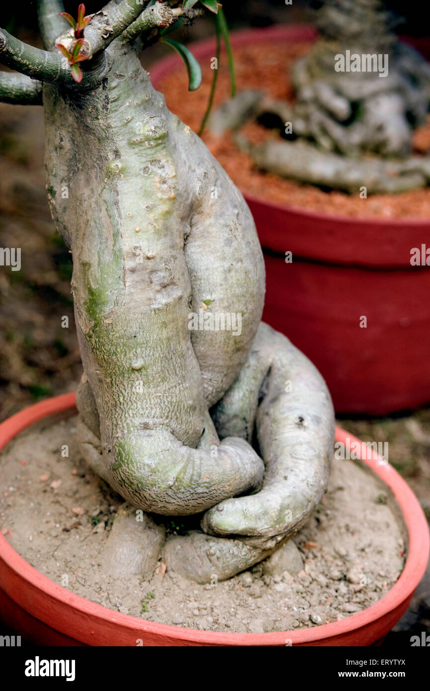 Tronco di albero forma di Lord Ganesha, Bengala Occidentale, India, Asia Foto Stock
