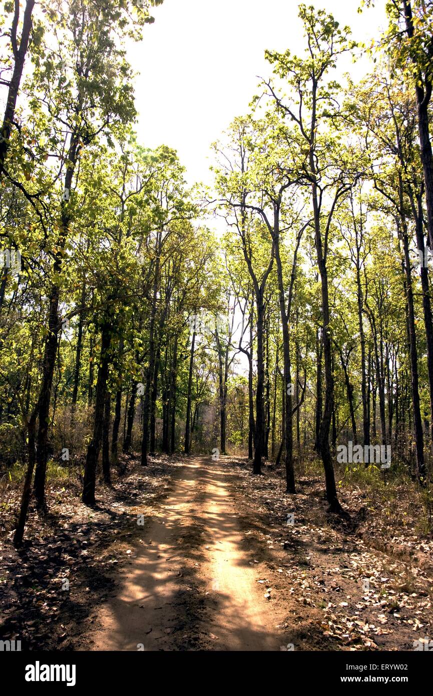 Sal tree trail di Kanha ; vita selvatica ; santuario di Madhya Pradesh ; India Foto Stock